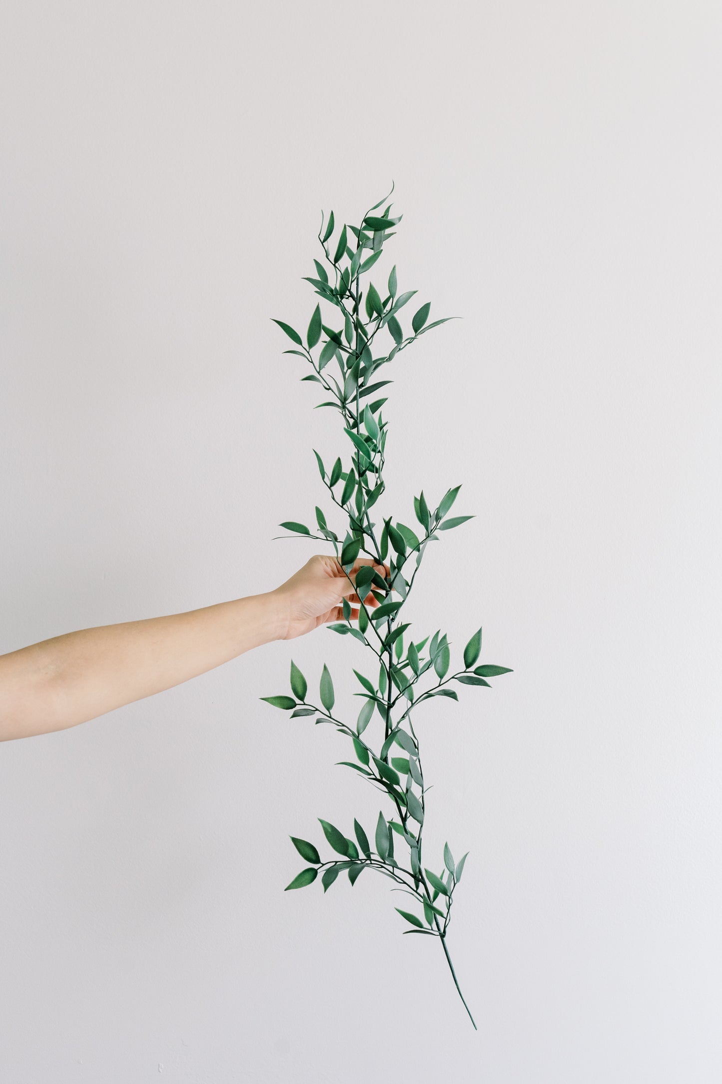 Italian Ruscus STARTER PACK - Long Stem