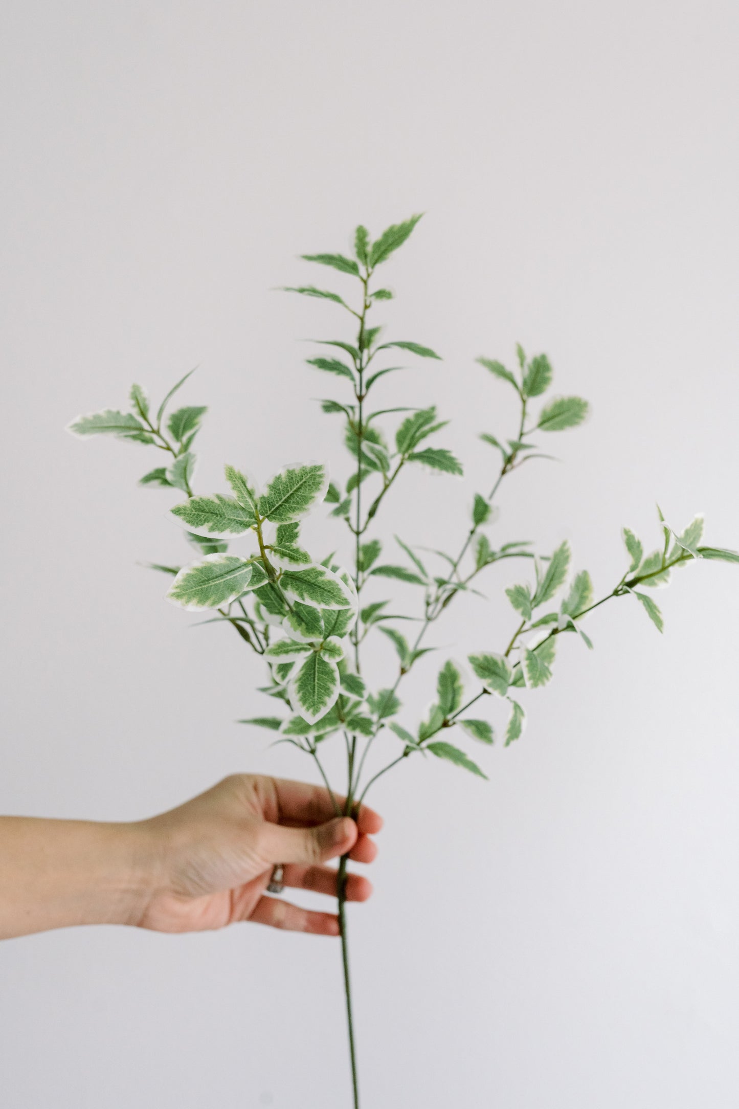 Mini Italian Variegated Pittosporum - Light