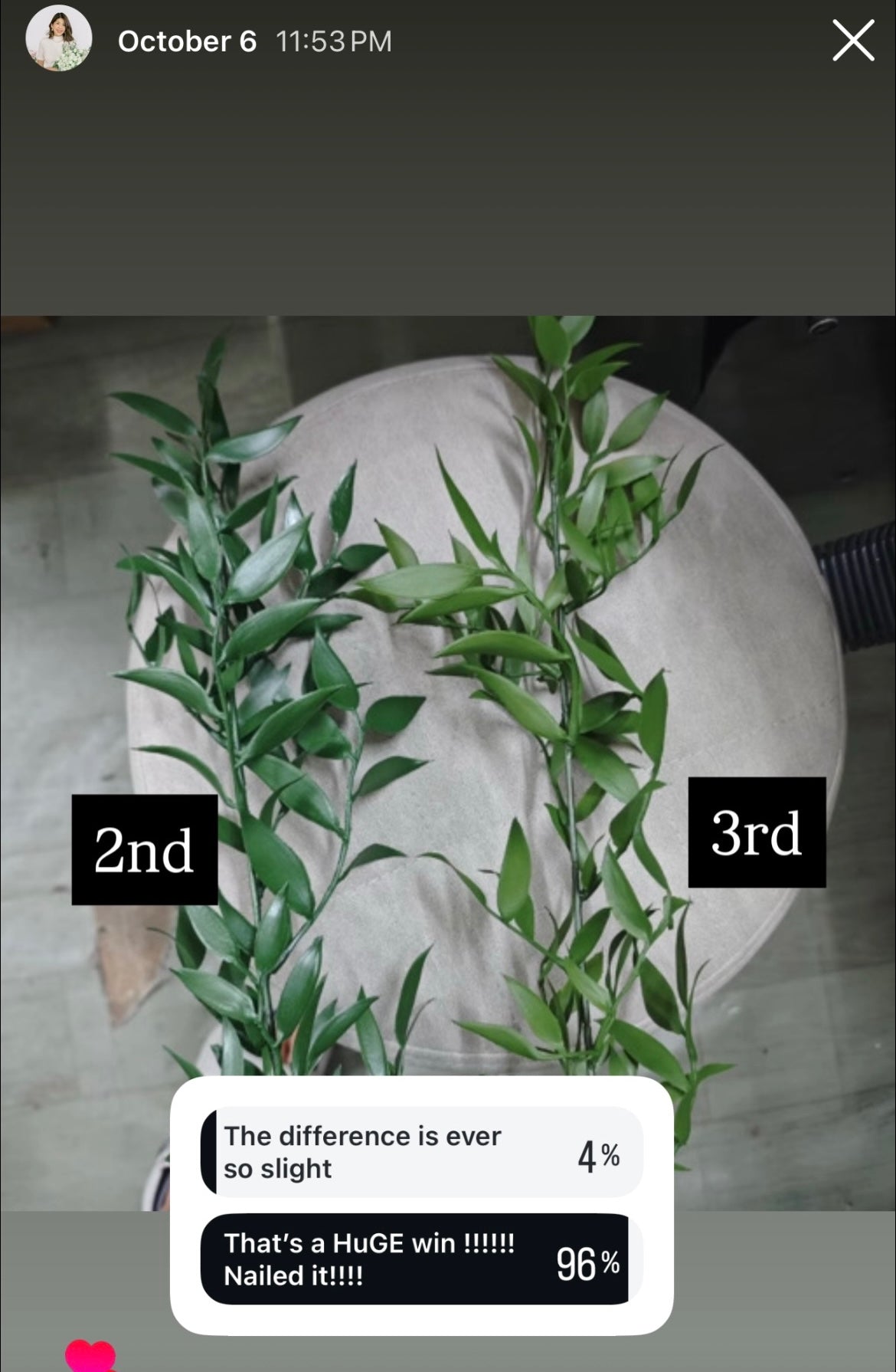 Italian Ruscus - Long Stem