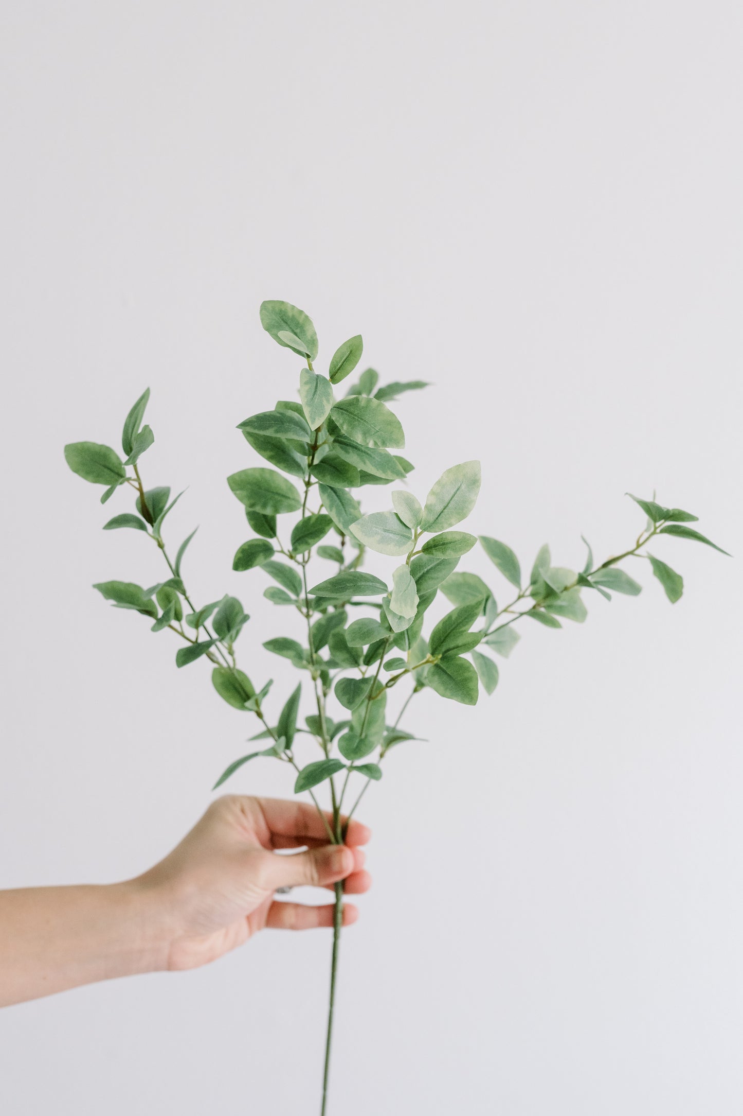 Mini Italian Variegated Pittosporum - Dark