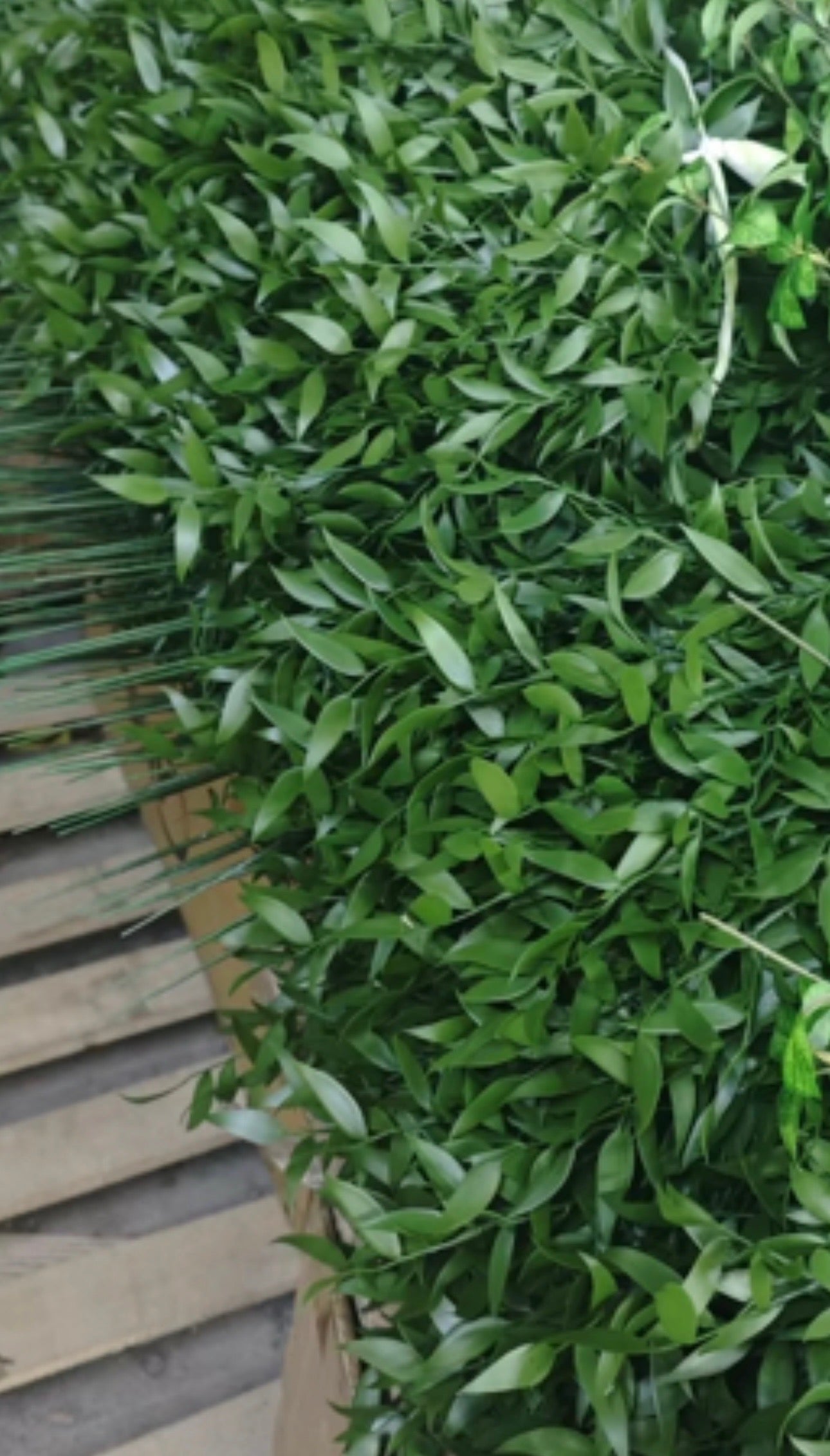 Italian Ruscus - Long Stem