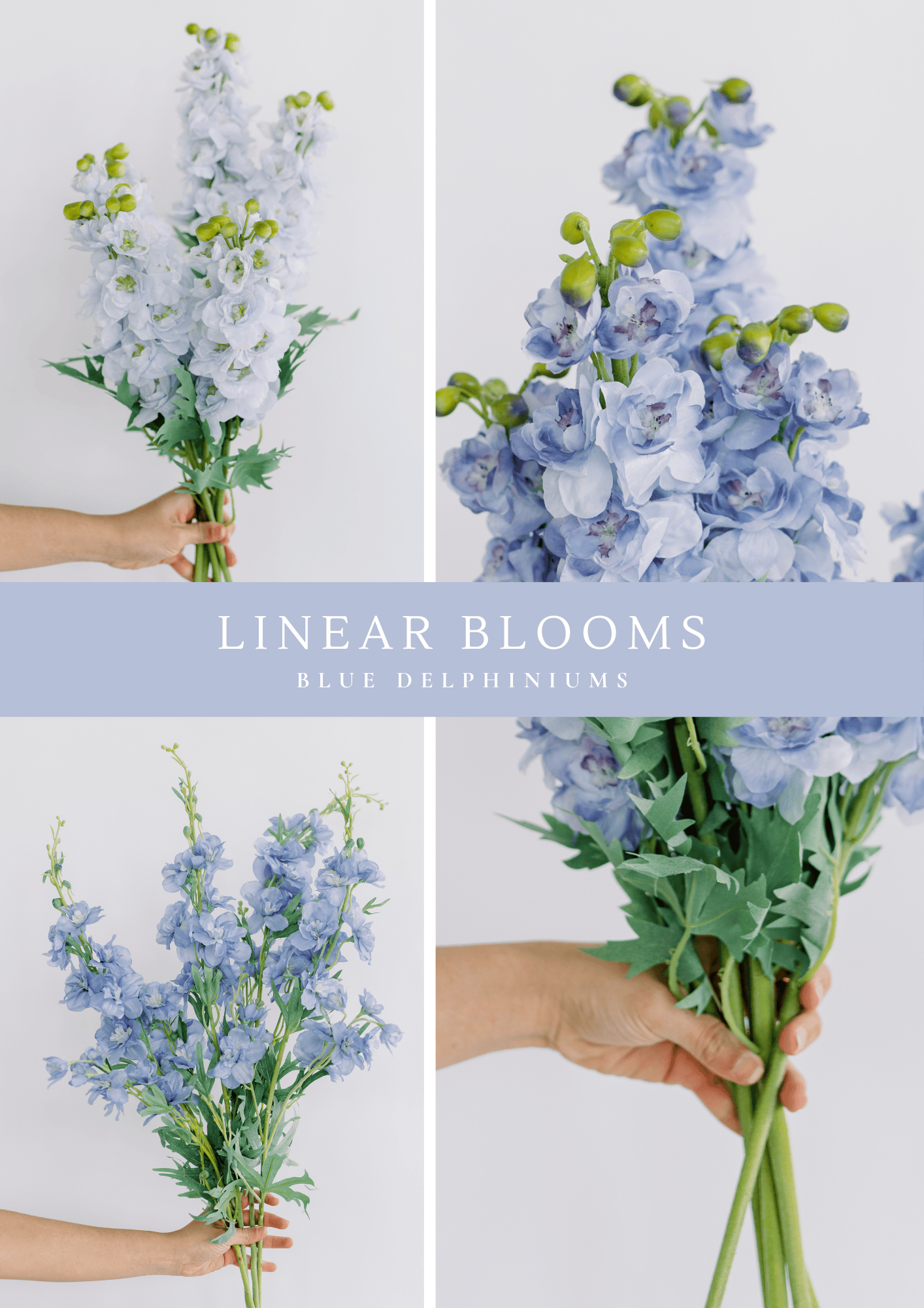 Blue Delphinium Collection